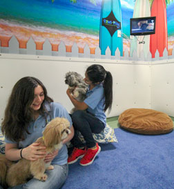 Paws and Play Dog Boarding Suite