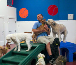 Paws and Play Dog Boarding Play