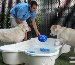 Paws and Play Dog Boarding Pool Time