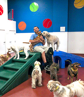 Paws and Play Dog Daycare Playtime