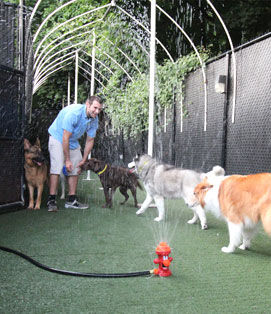 Paws and Play Dog Daycare Outdoor Playtime
