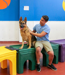 Paws and Play Dog Daycare Indoor Playroom