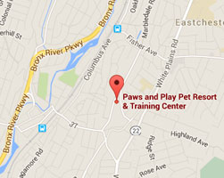 Paws and Play Map Location