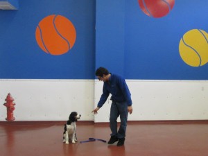 Paws and Play Dog Training Program