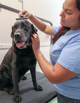 Paws and Play Dog Grooming