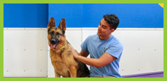 Paws and Play Dog Training and Trainer