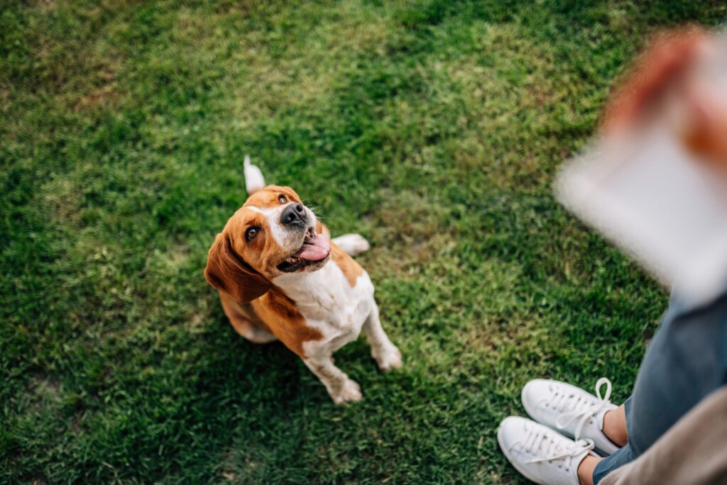 professional-dog-trainers