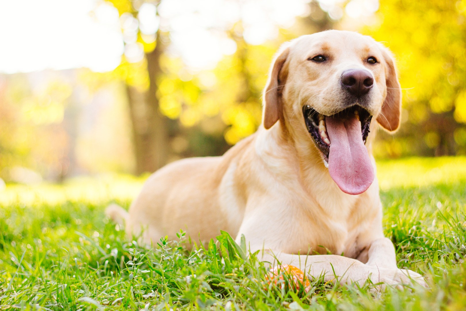 pet resort and training center