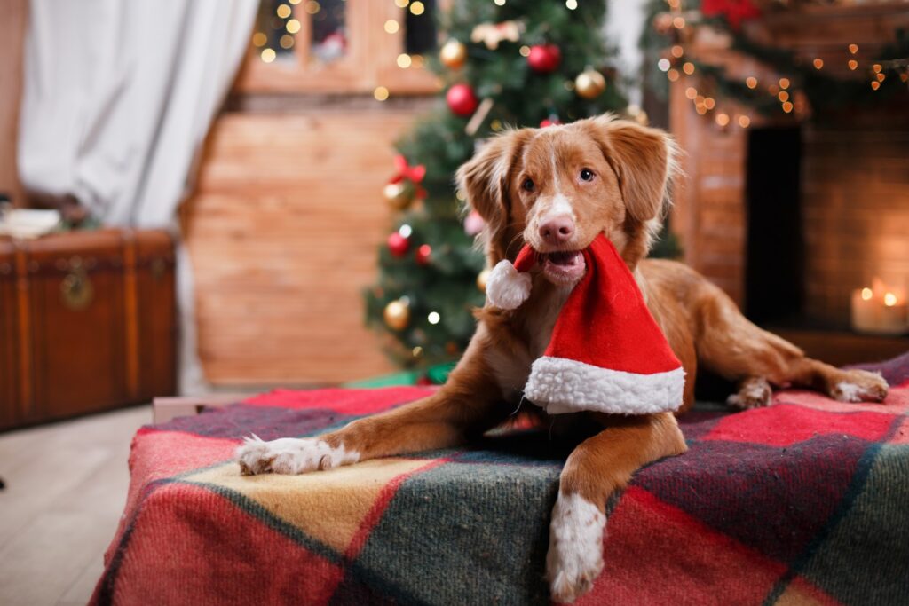 training-for-your-new-puppy