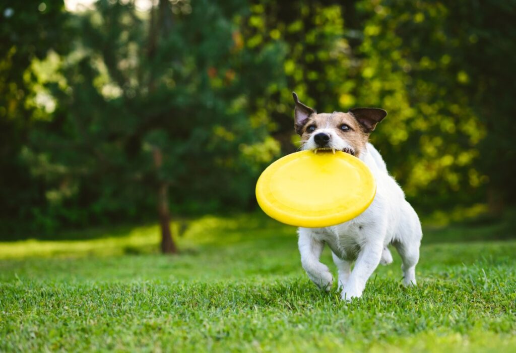 dog daycare play yards