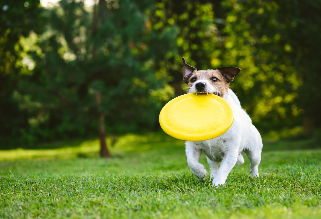 dog daycare play yards
