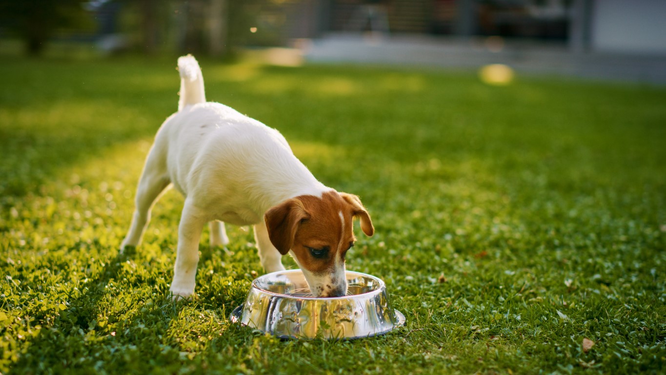 summer-safety-tips-for-your-dog