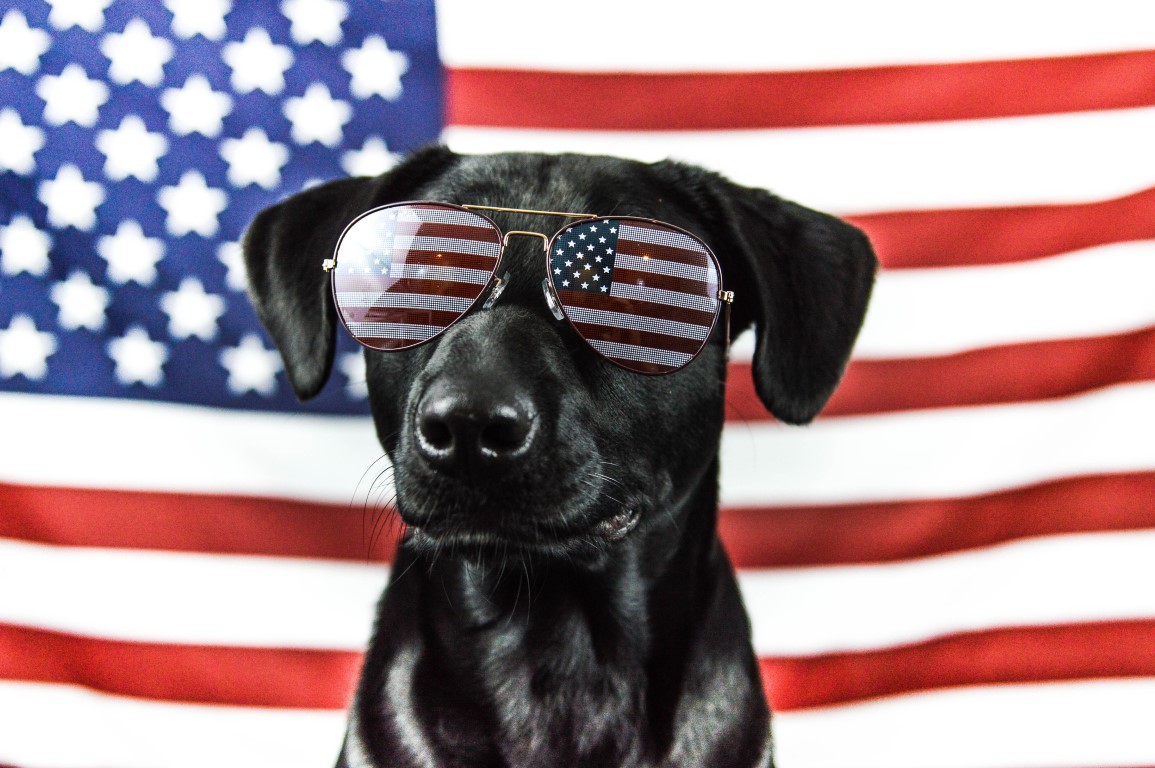 boarding-your-dog-on-the-4th-of-July