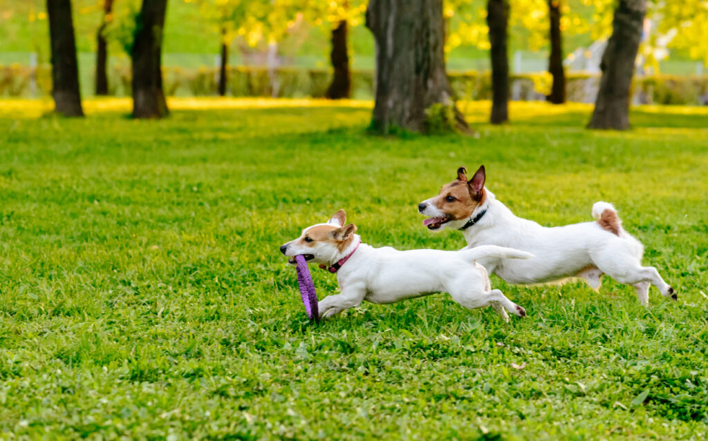 play-group-for-your-dog