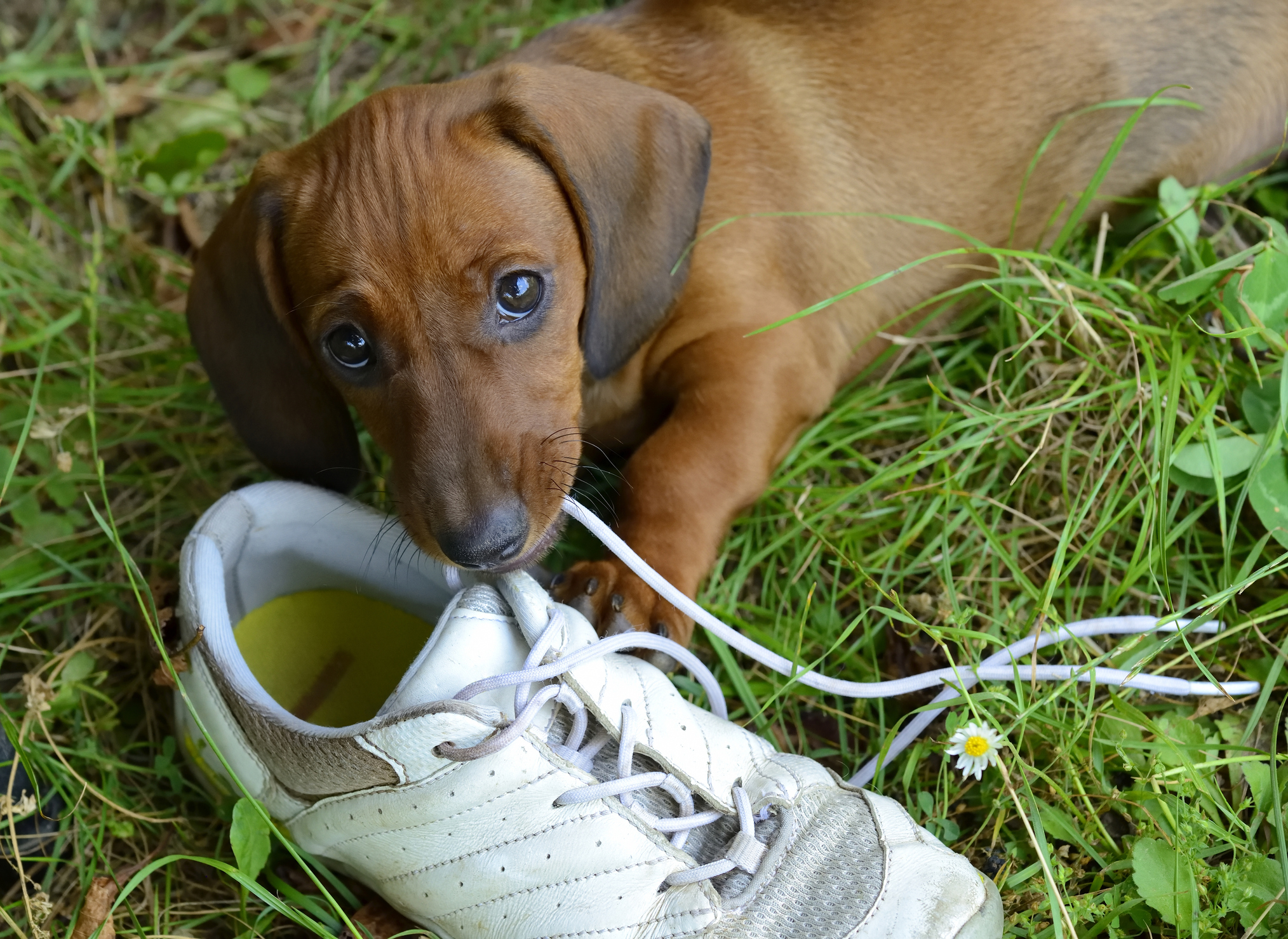 behaviors to look out for in your new puppy