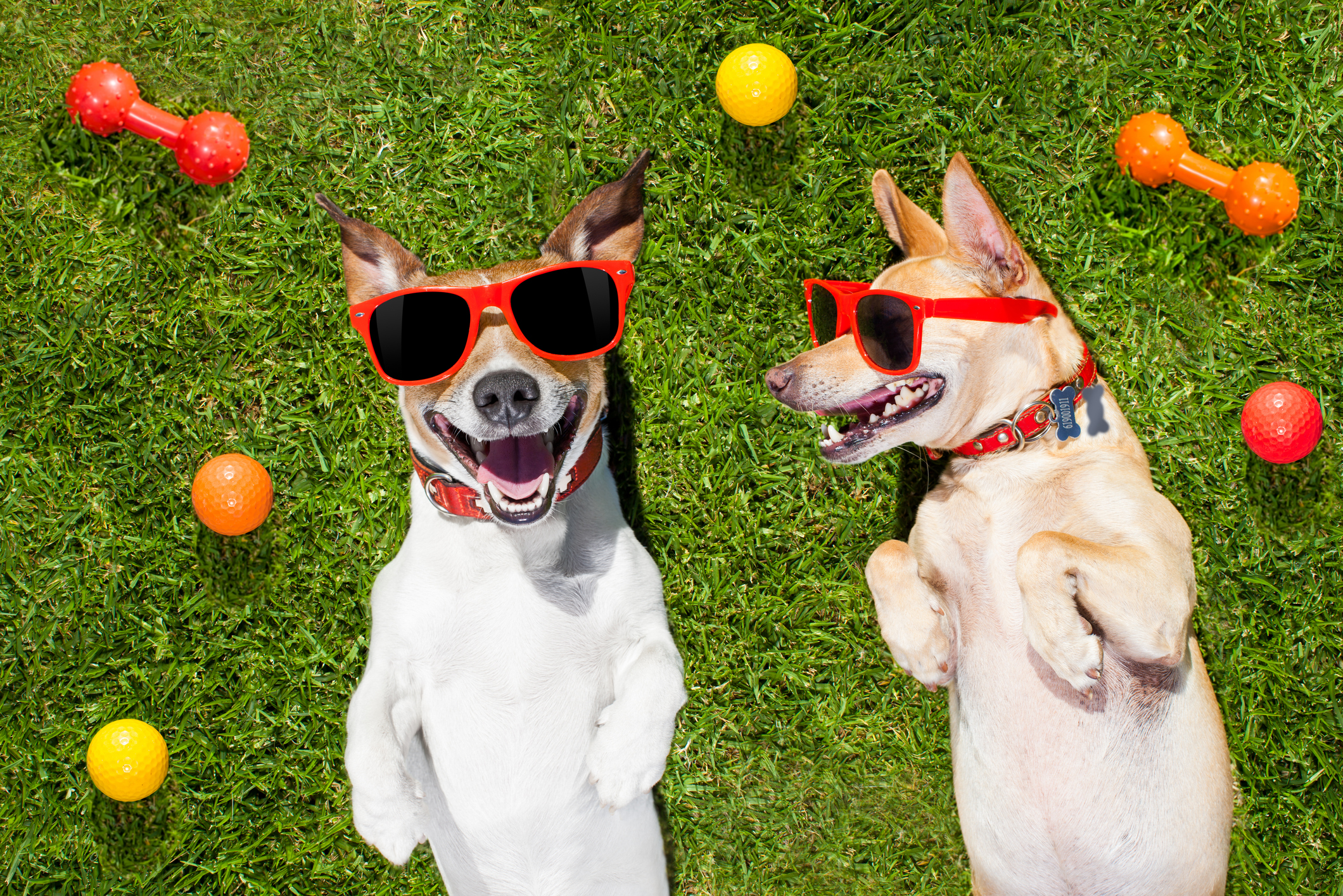 do dogs enjoy dog daycare