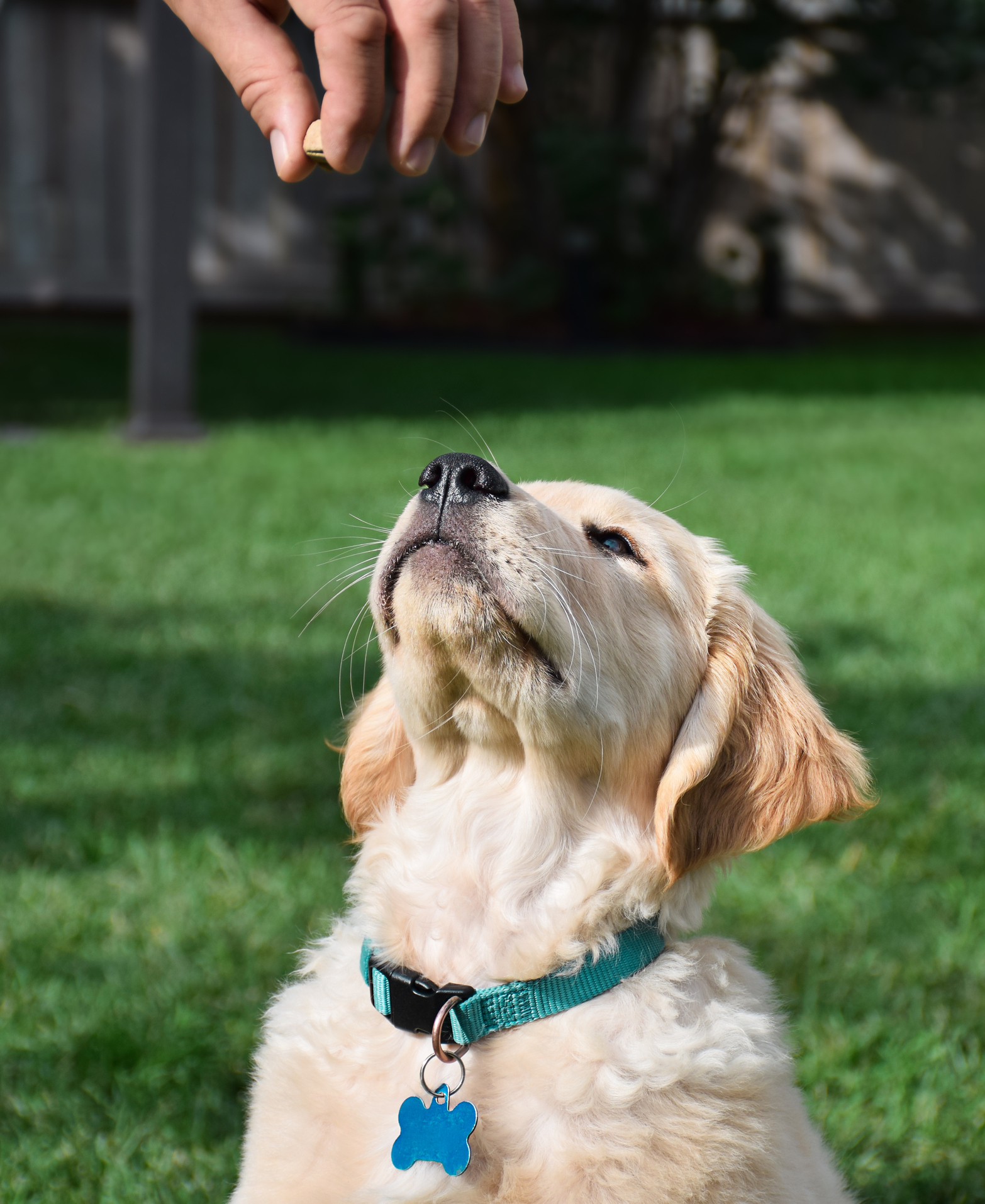 how to deal with spring dog shedding