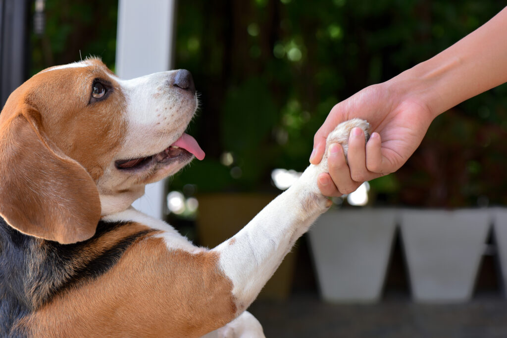 things you should know about boarding your dog