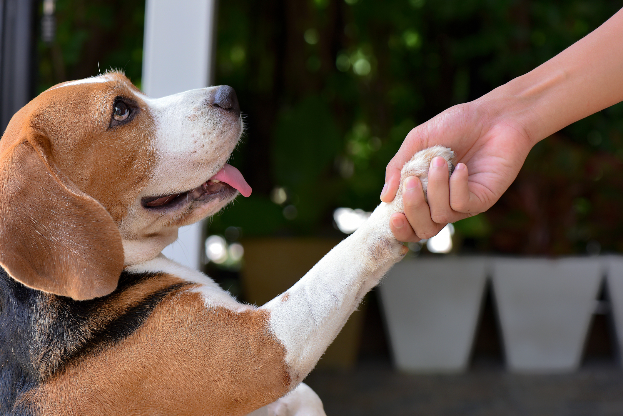 things you should know about boarding your dog