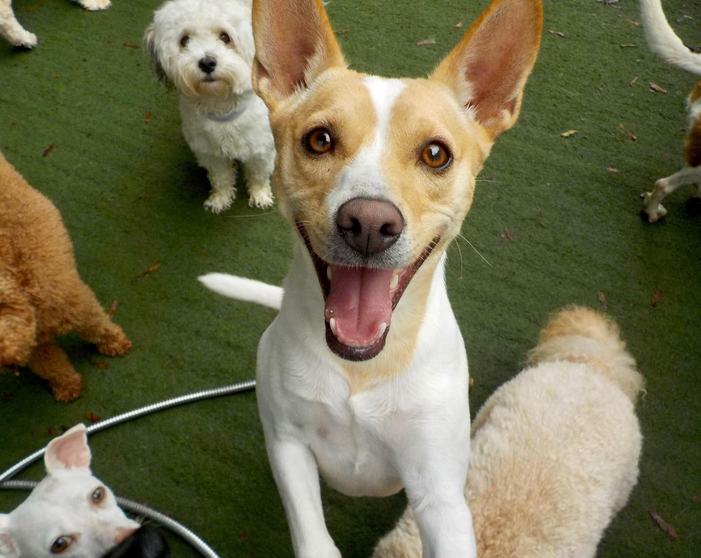 how important is playtime to your dog