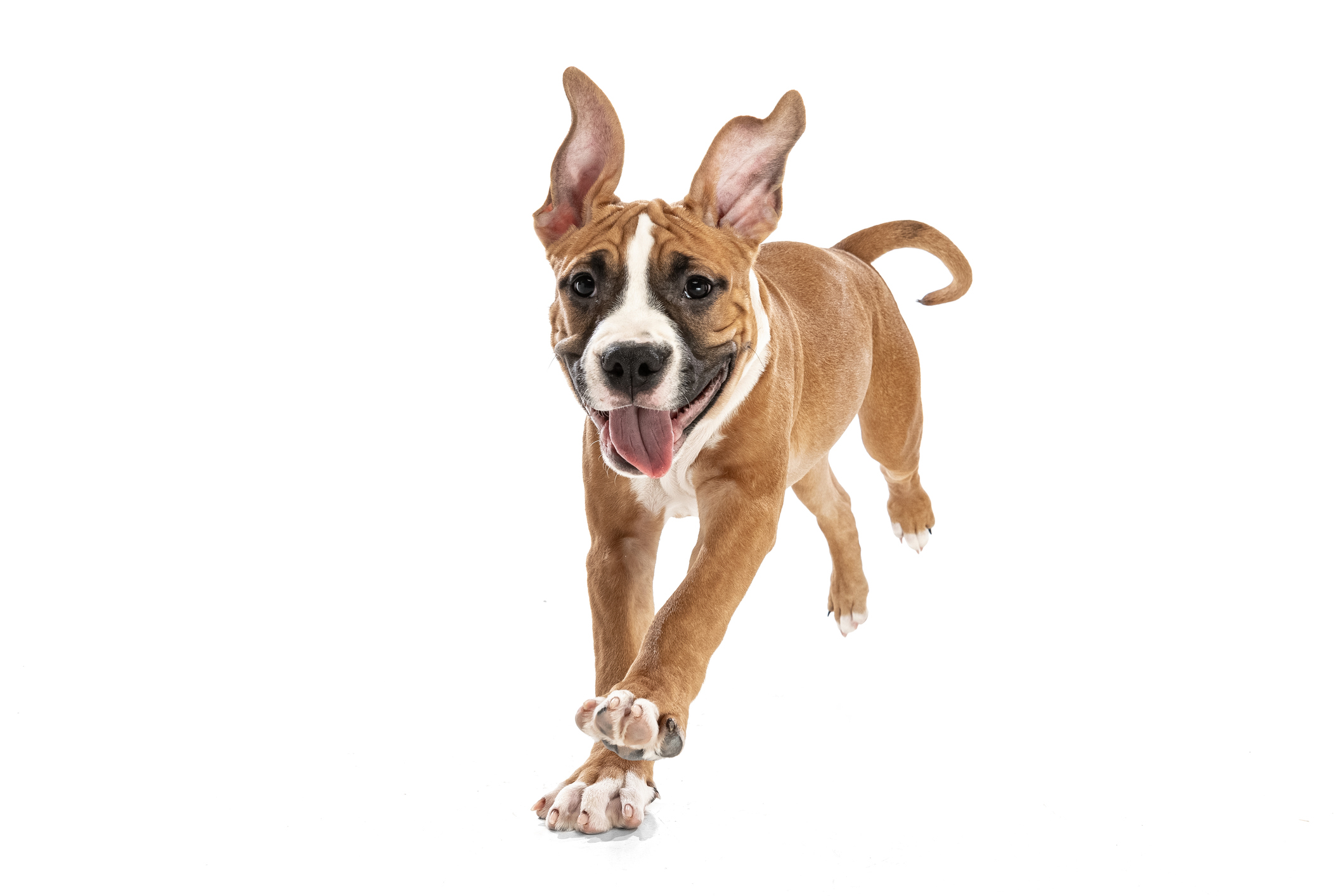 how to tell if your dog likes daycare