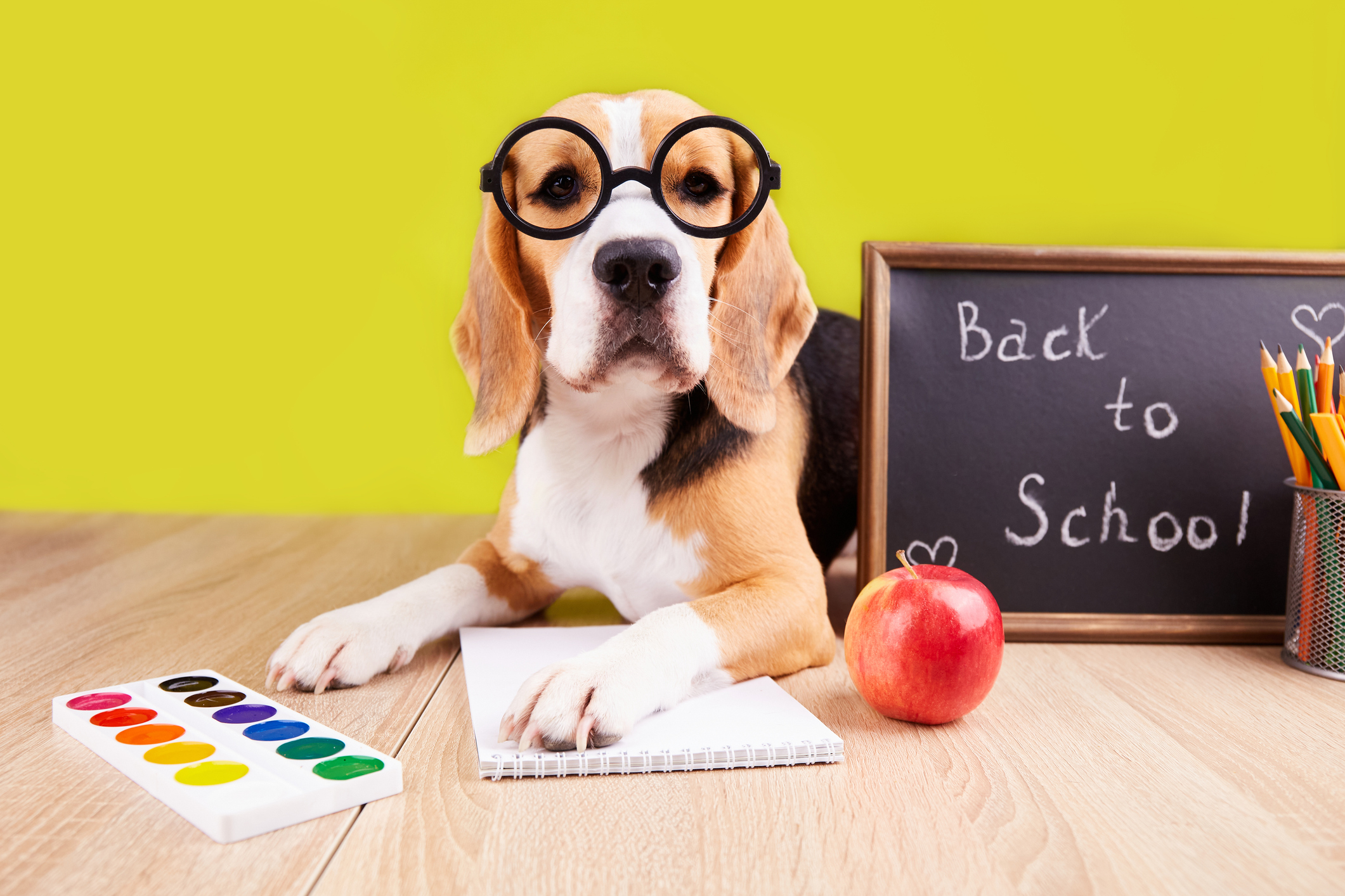back-to-school season