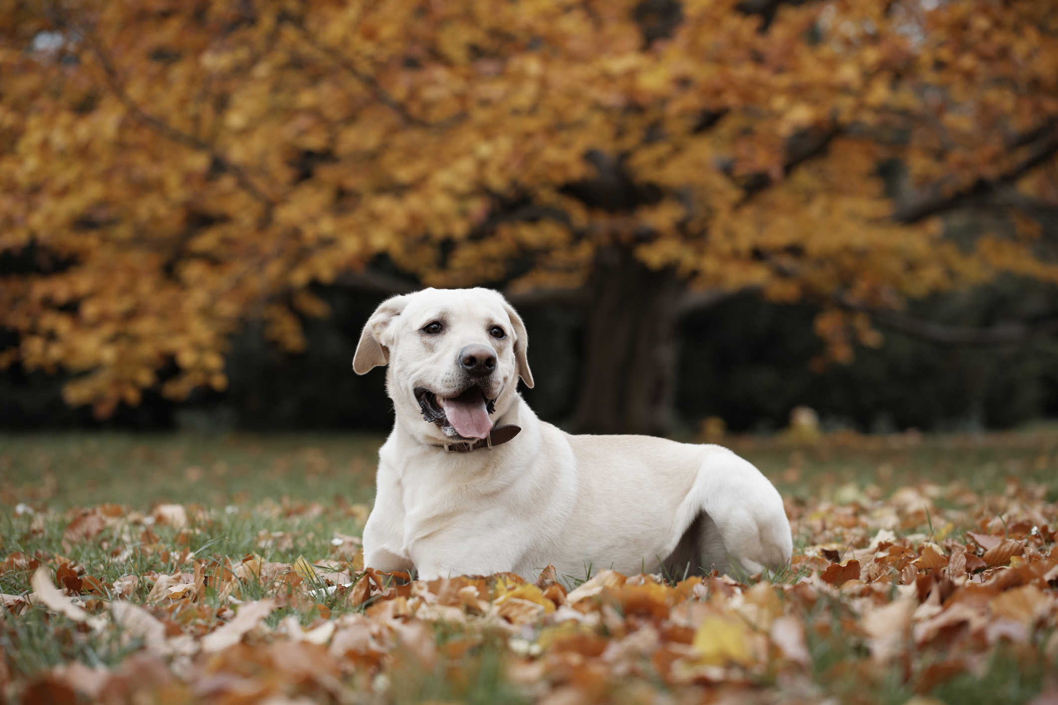 fall grooming tips