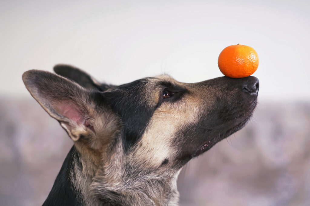 are dogs happier if they’re trained