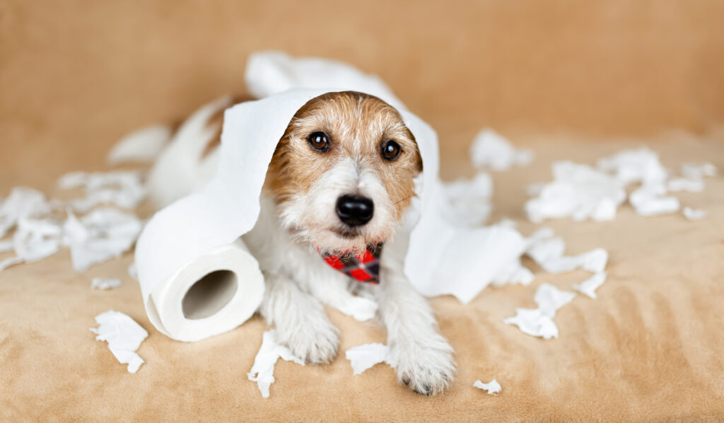 dog-daycare-helps-with-separation-anxiety