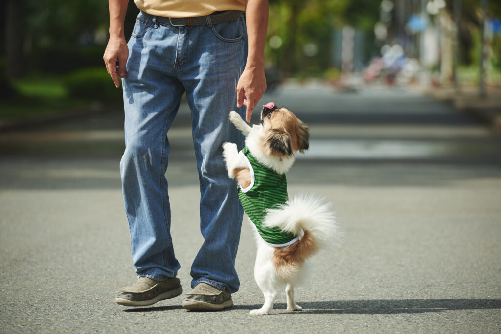 how to address common behavioral issues in dogs