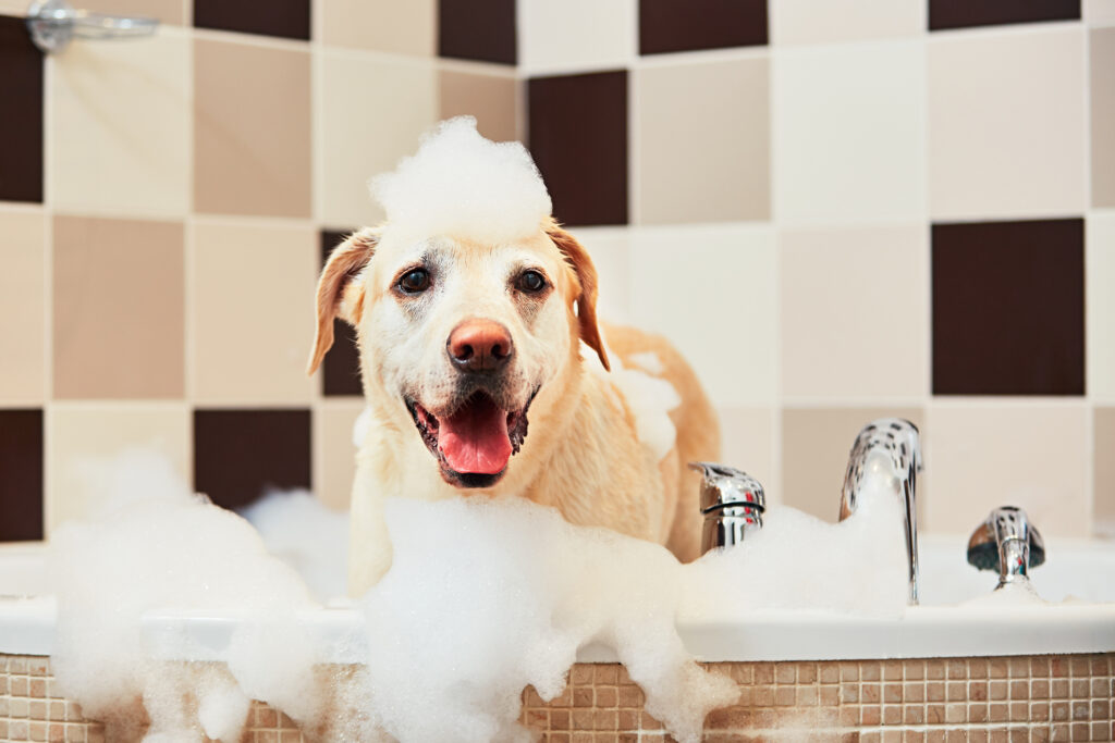 signs your dog needs professional grooming
