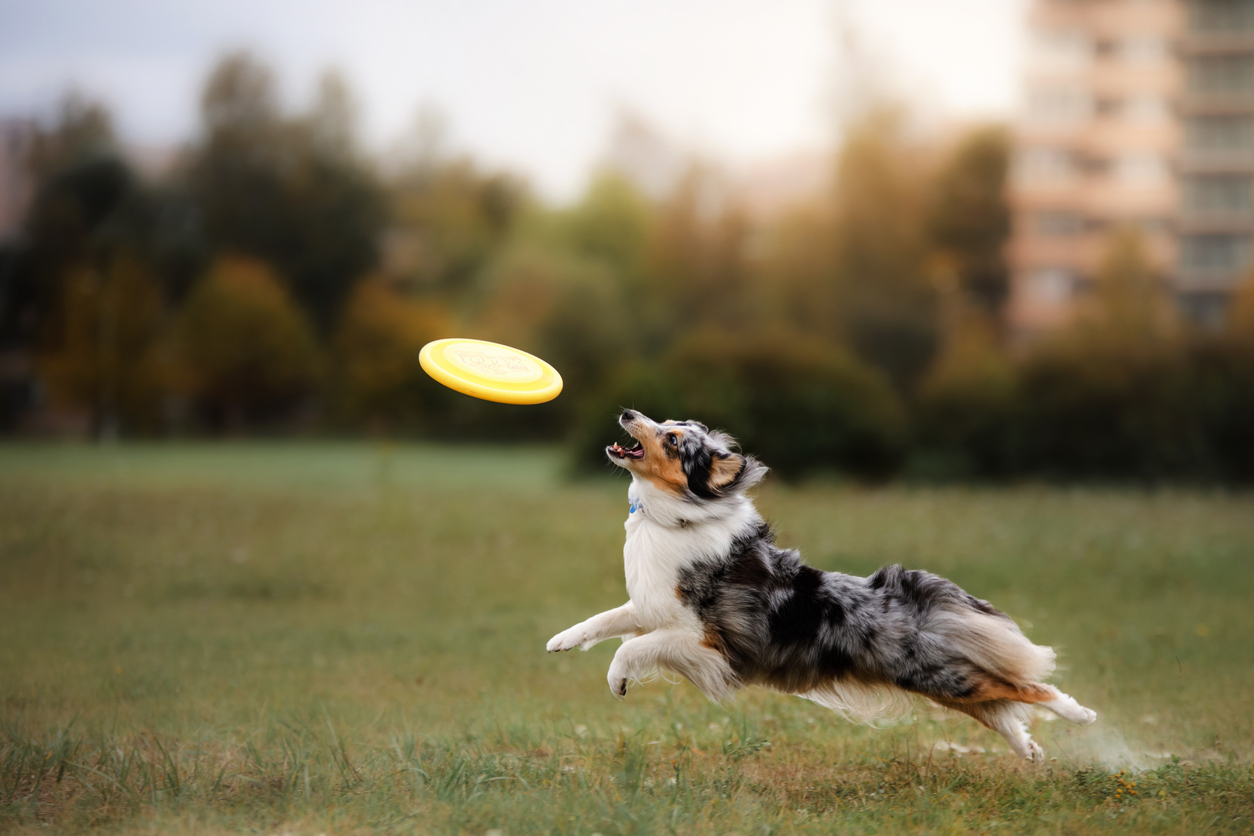 daycare-can-benefit-your-high-energy-dog