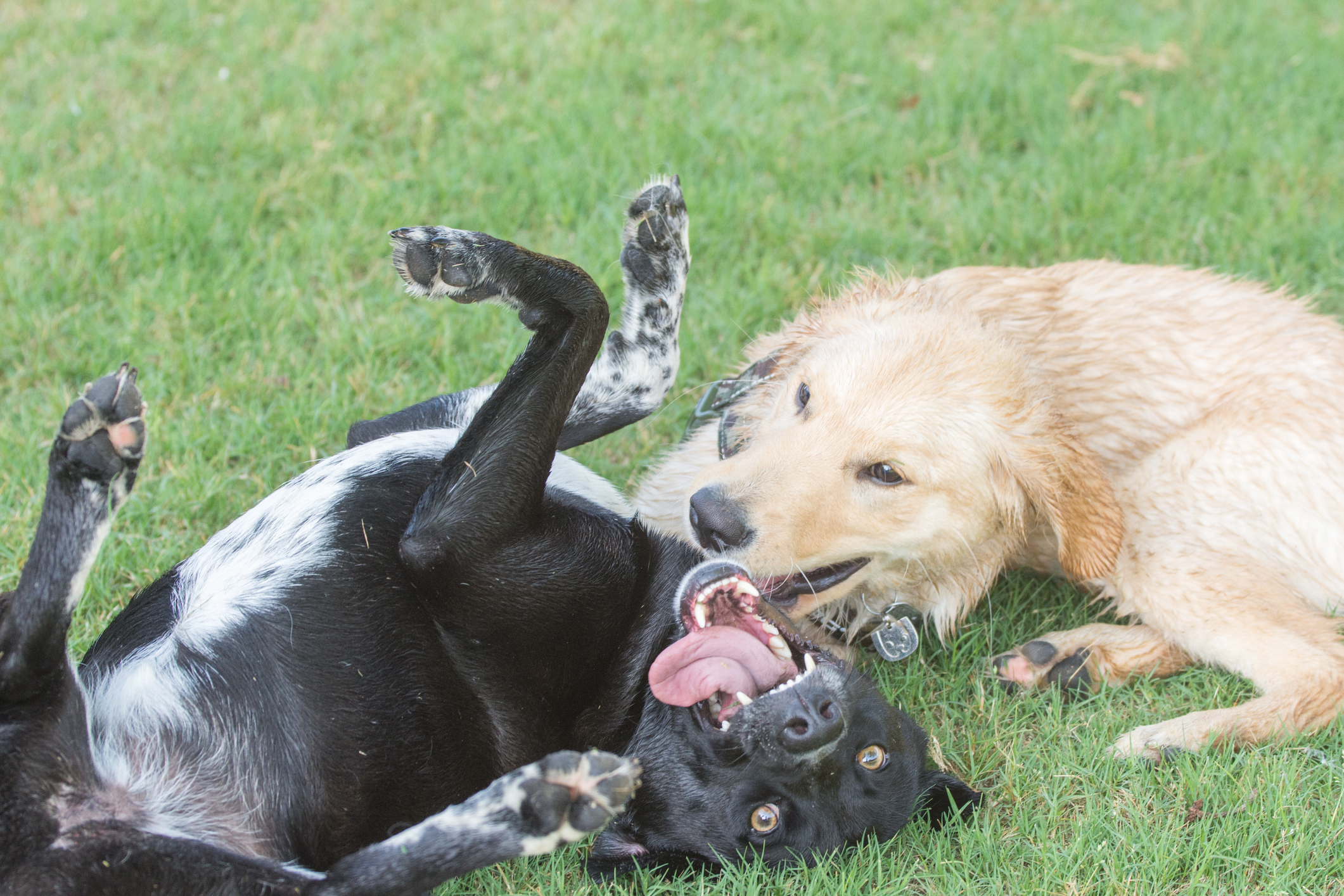 top-10-reasons-for-dog-daycare