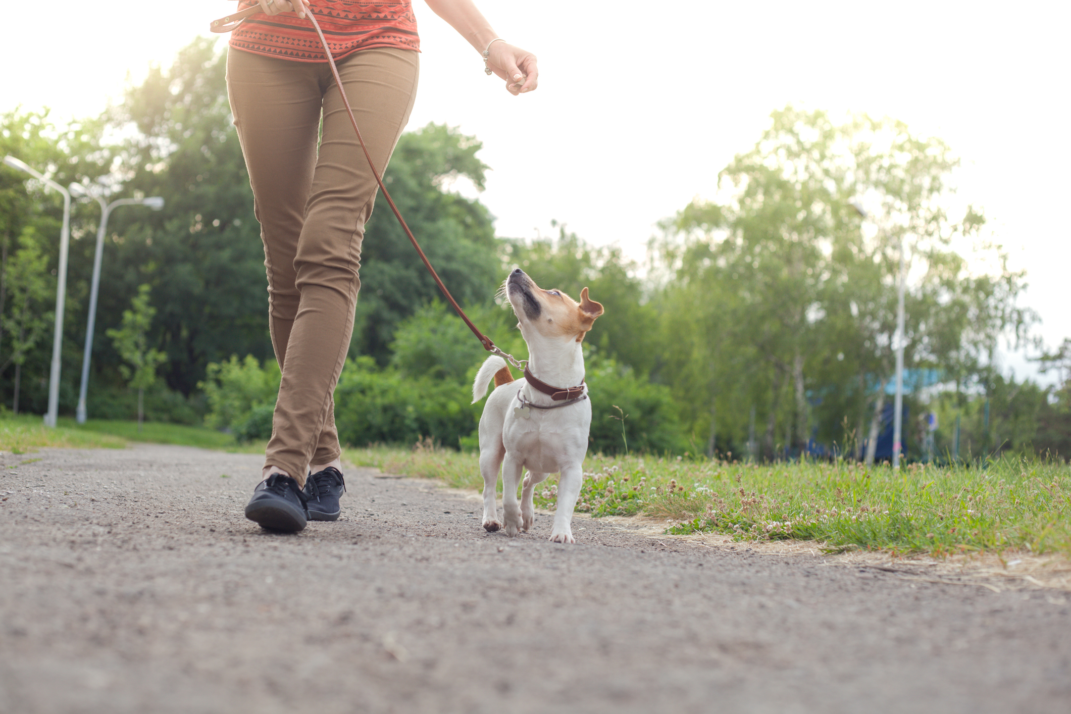 common-dog-behavior-issues