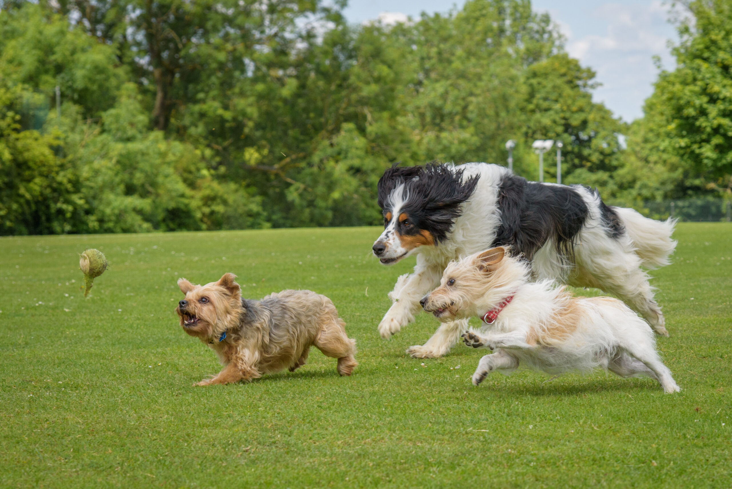 playgroups-support-positive-dog-socialization