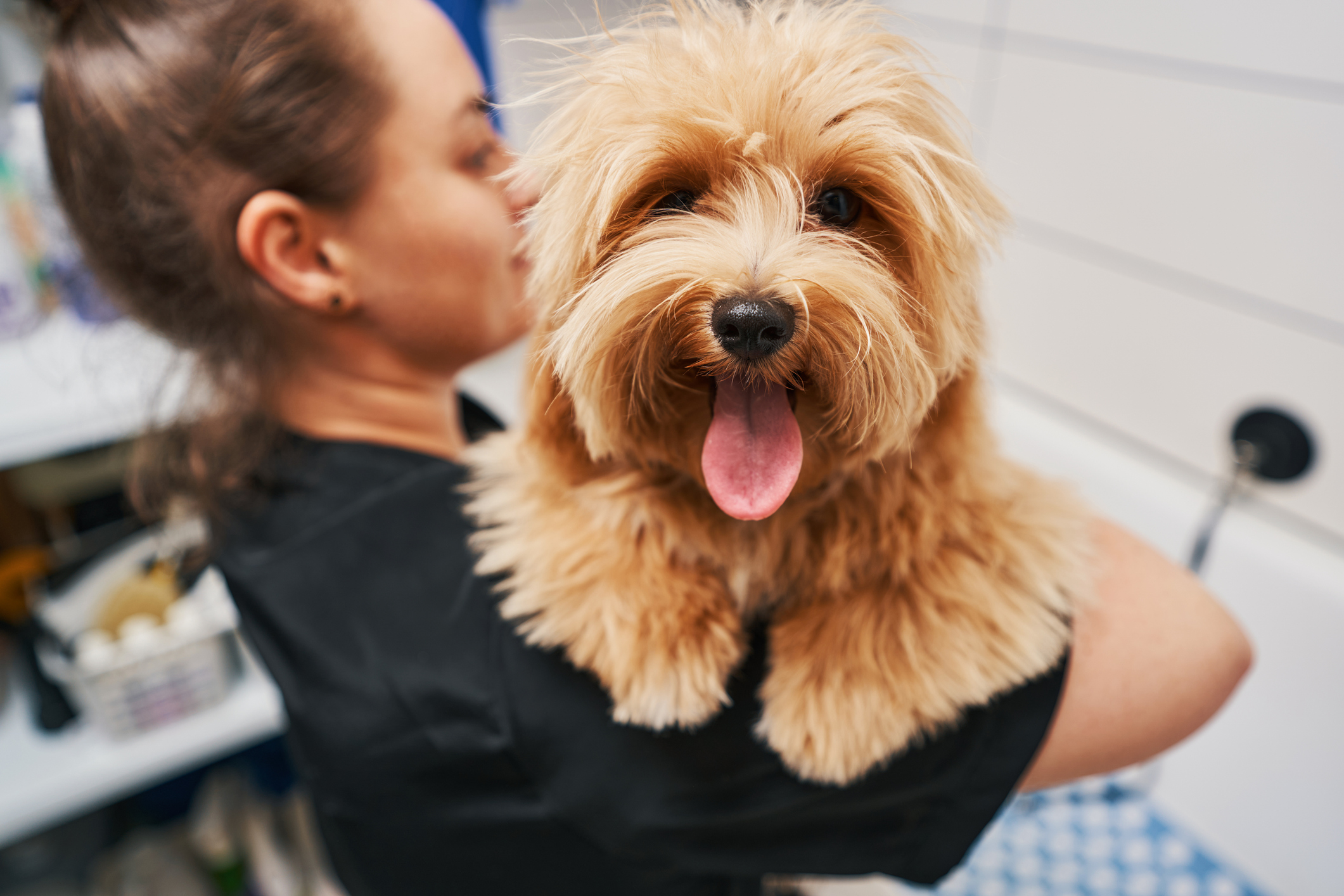 professional-dog-grooming-session